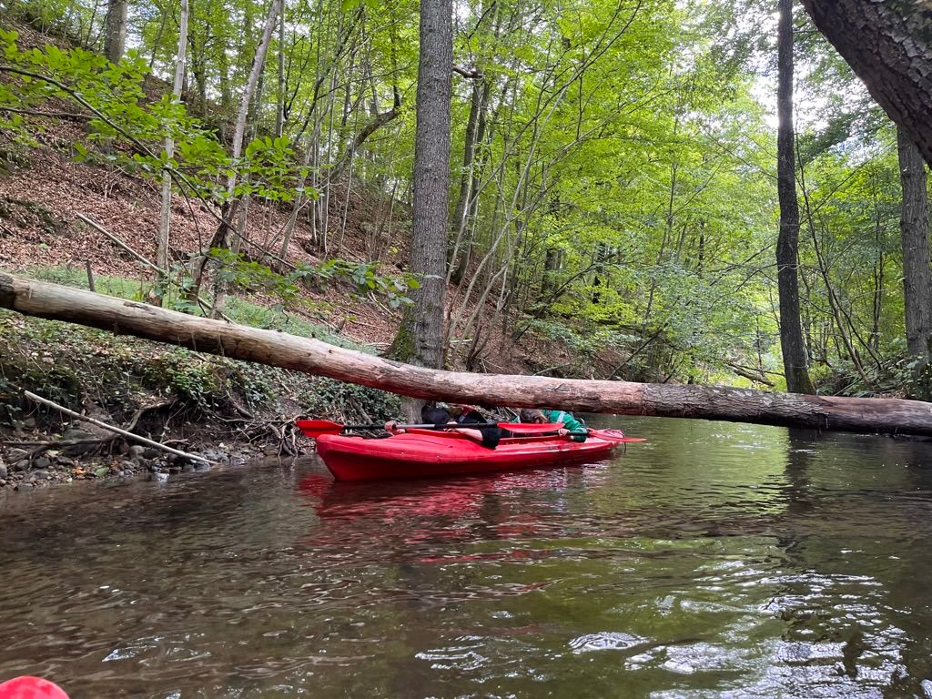 Kajakarze mijają przewrócone drzewo na rzece w gęstym lesie