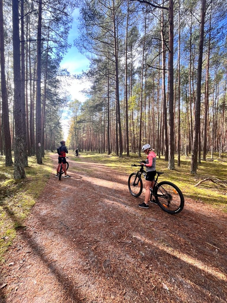 Rowerzyści na szlaku przez bór sosnowy, słoneczny dzień