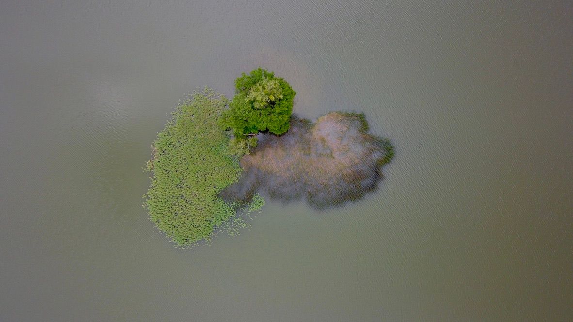 Mała wysepka z jednym drzewem otoczona roślinnością wodną