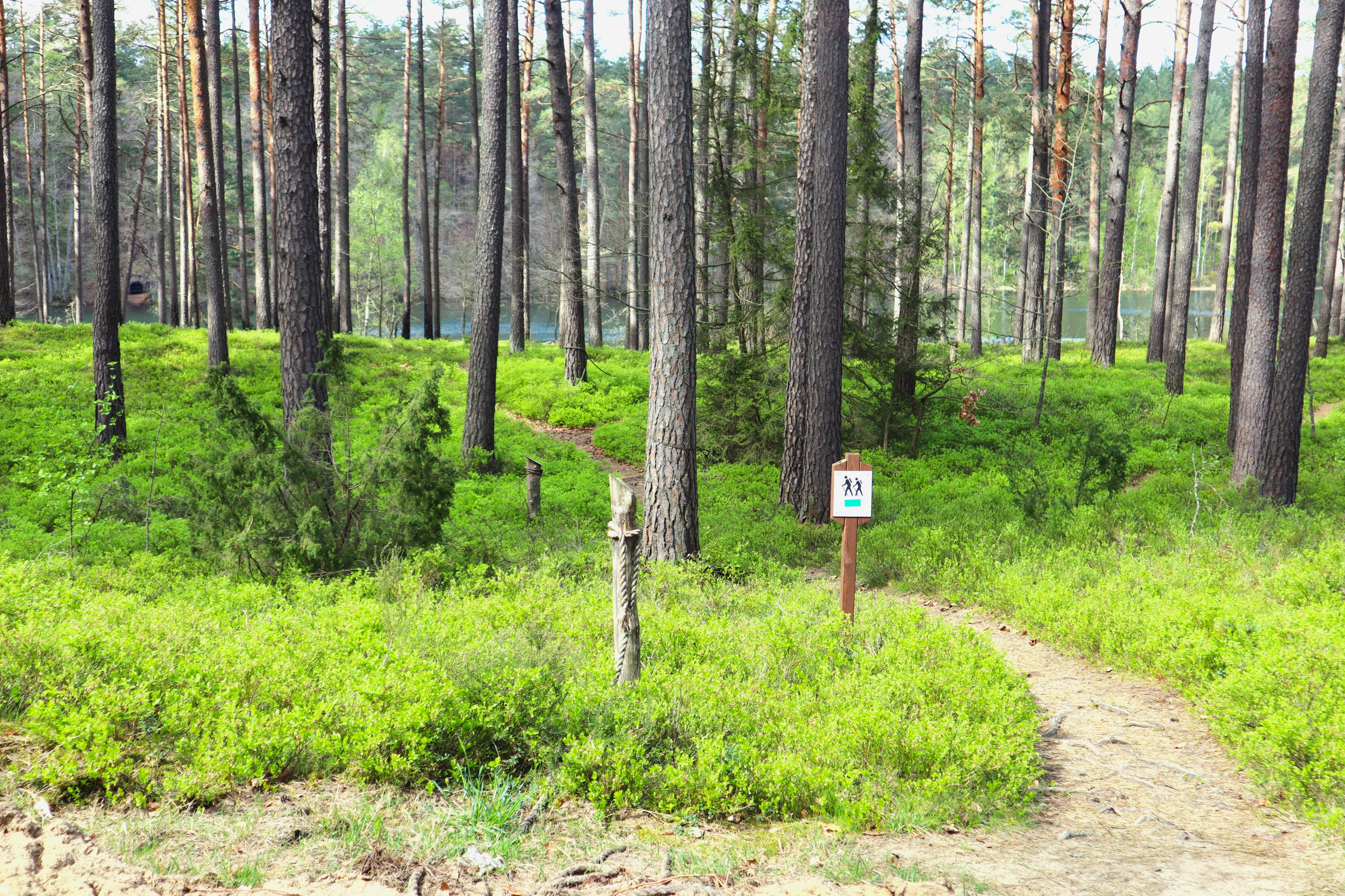 Leśna ścieżka z zielonym szlakiem pieszym w borze sosnowym, jezioro w tle